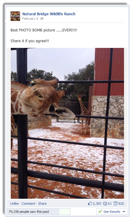 Giraffe photo bombing at Natural Bridge Wildlife Ranch 
