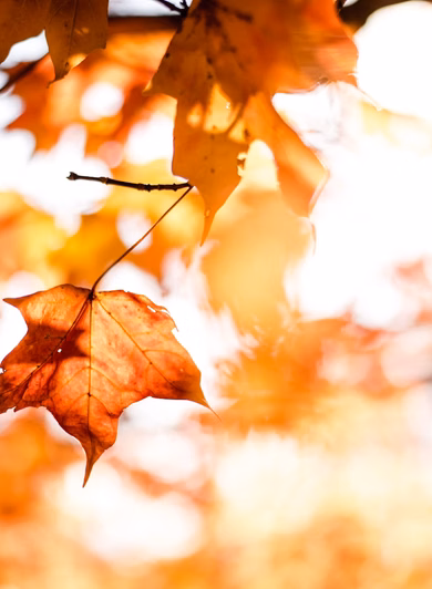 Close-up of colorful autumn leaves, symbolizing the fall social media reset.